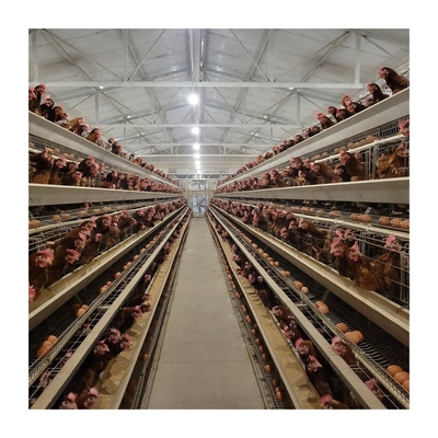 1 ano de garantia camada de galinha gaiola automática beber para a agricultura livre de problemas