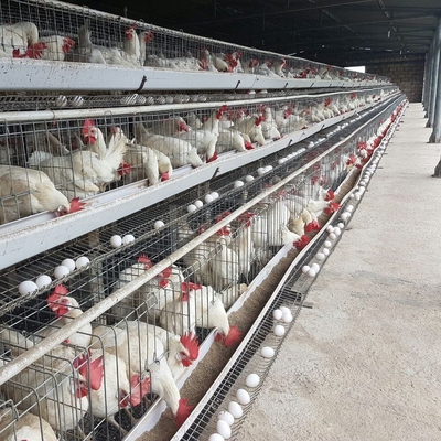 Galfan Wire Poultry House Layer Cage de galinha para a colocação de ovos