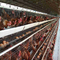Bateria de galinhas poedeiras para galinhas poedeiras tipo gaiola automática de 3 camadas de camada de galinha
