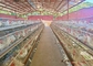 Caixas de camadas automatizadas de avicultura de 3 e 4 camadas para aves de capoeira
