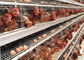96 / 160 pássaros mergulham o sistema da alimentação de aves domésticas da gaiola da galinha