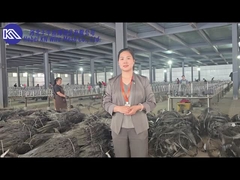 Introdução e exibição da malha de barreira anti-tanque