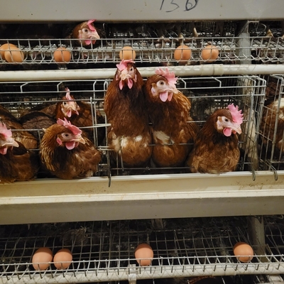 Bateria de metal camada animal gaiola de galinha para a colocação de ovos de galinhas