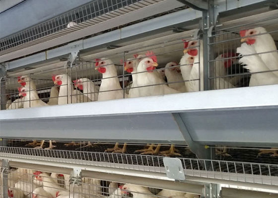 Um tipo 96 gaiola galvanizada da colocação de ovo das galinhas dos pássaros para o cultivo da camada