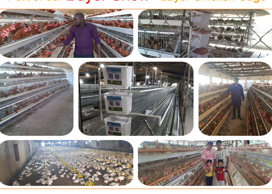 Pássaros galvanizados espaçosos resistentes da gaiola 128 da galinha da camada para a criação de animais da exploração avícola