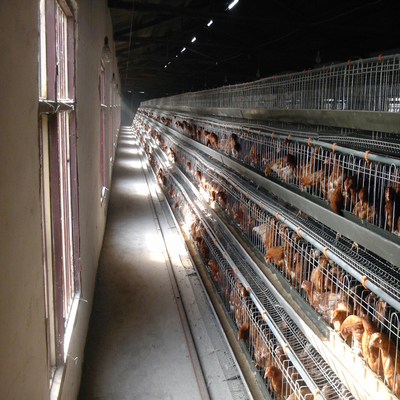 Gaiola automática animal comercial da camada da galinha para o equipamento de exploração avícola