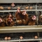 Bateria de metal camada animal gaiola de galinha para a colocação de ovos de galinhas