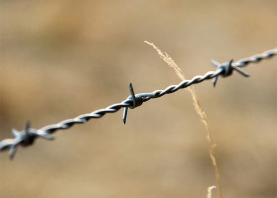 Protecção agrícola bobinas de arame farpado galvanizadas de arame farpado duplo-torcido, imersas a quente