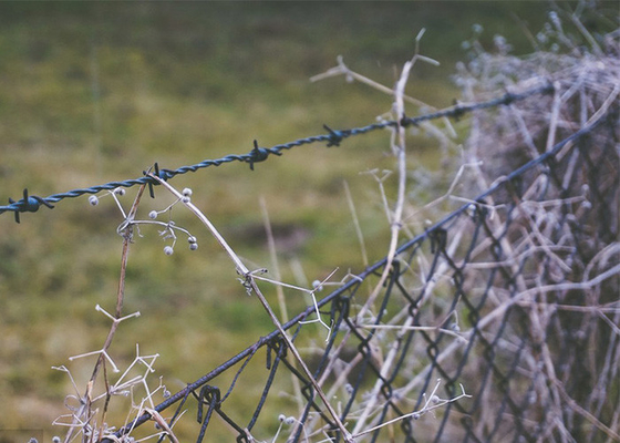 Proteção agrícola vedação revestida de PVC/galvanizado de arame farpado