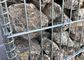 50 x 100mm galvanizaram a malha soldada Gabion/parede de pedra soldada da gaiola