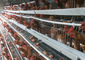 4 tipo gaiola da capacidade H das séries 128 da galinha da camada para a exploração agrícola de galinha comercial