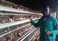 Cultivar a galinha das aves domésticas prende a gaiola automática da camada da galinha com longa vida