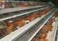 Gaiola galvanizada da camada da galinha da bateria, equipamento de cultivo das aves domésticas