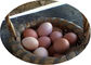 As séries do ovo 4 da bateria mergulham a gaiola da galinha com alimentador