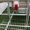 A camada automática da galinha do sistema de água potável prende para a exploração avícola