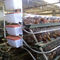 O cultivo de aves domésticas da camada um tipo gaiola da galinha galvanizou automático