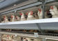 Um tipo 96 gaiola galvanizada da colocação de ovo das galinhas dos pássaros para o cultivo da camada