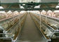 Gaiolas automáticas da galinha das aves domésticas da exploração agrícola de bateria Q235
