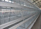 A grande capacidade galvanizou a camada automática Hen Cages For 160 galinhas