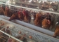 Pássaros galvanizados espaçosos resistentes da gaiola 128 da galinha da camada para a criação de animais da exploração avícola