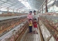 O tipo de H galvanizou a gaiola automática da galinha do laer da exploração avícola do bettery para o mercado de África do Sul